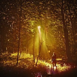 Very bright firefly shines in the middle of night forest.